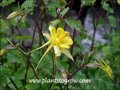 Golden Columbine (Aquilegia chrysantha) 
(May 24)